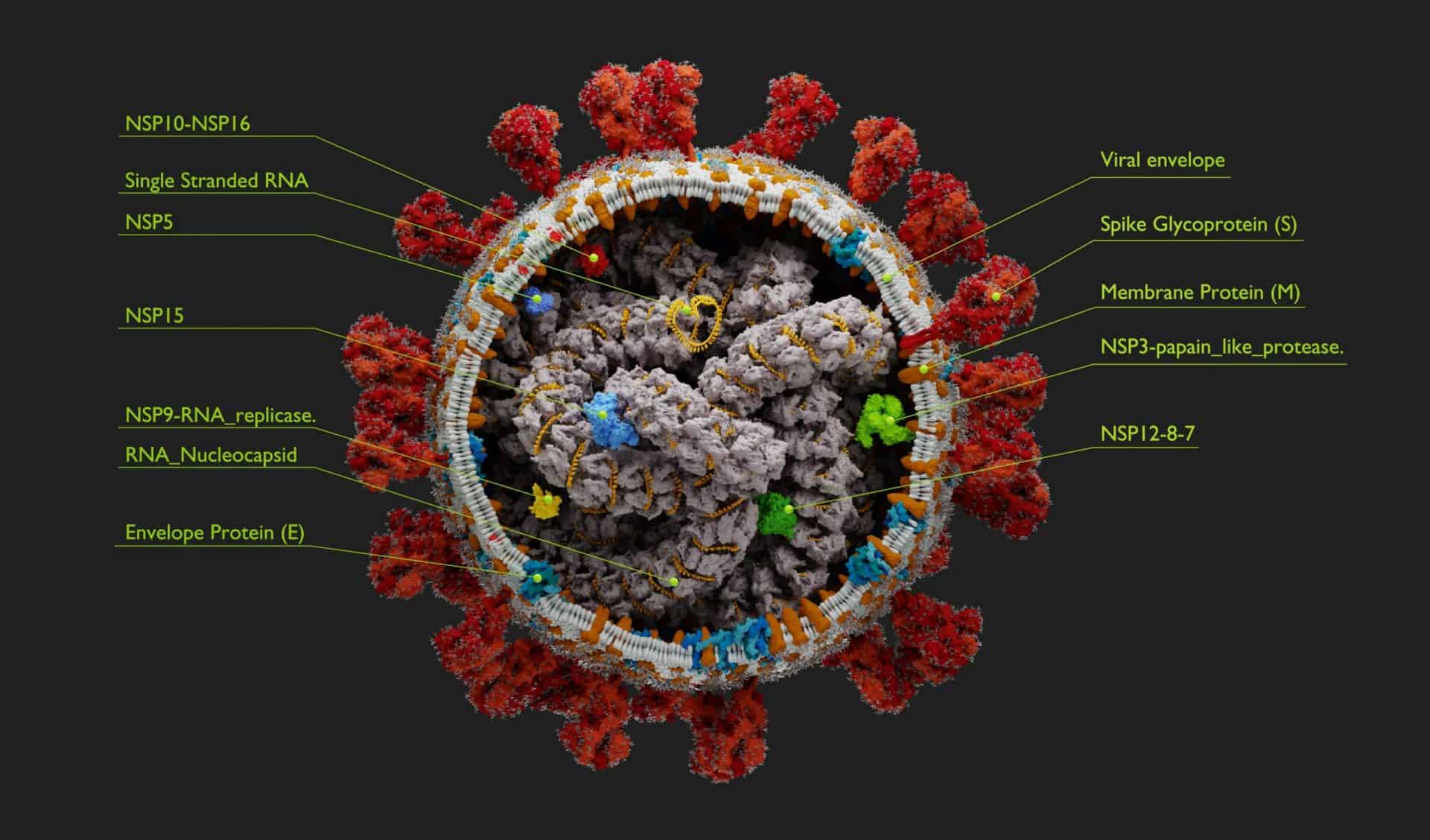 SARS-CoV-2 Drug Discovery: Targeting Viral Ion Channels • Metrion ...