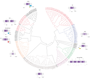 Voltage-gated ion channel family dendrogram.