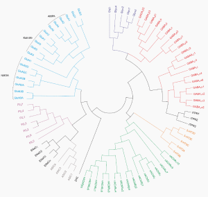 Voltage-gated Ion Channel Family Dendrogram.