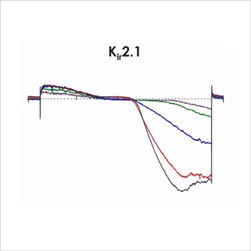 CiPA ion channel panel – Kir2.1