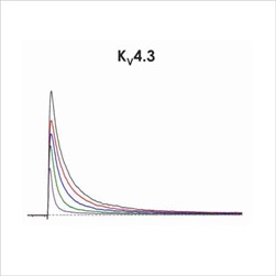 CiPA ion channel panel – Kv4.3