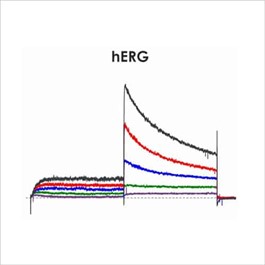 CiPA ion channel panel – hERG