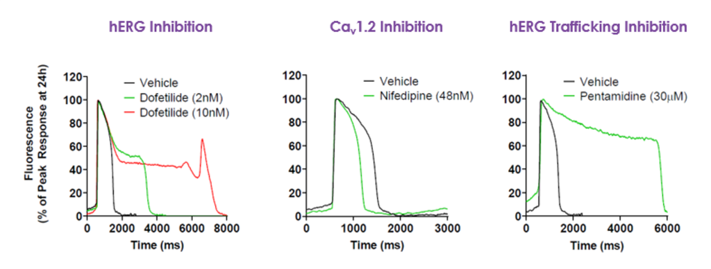 Impact on hiPSC action potential morphology of selective ion channel or hERG trafficking block