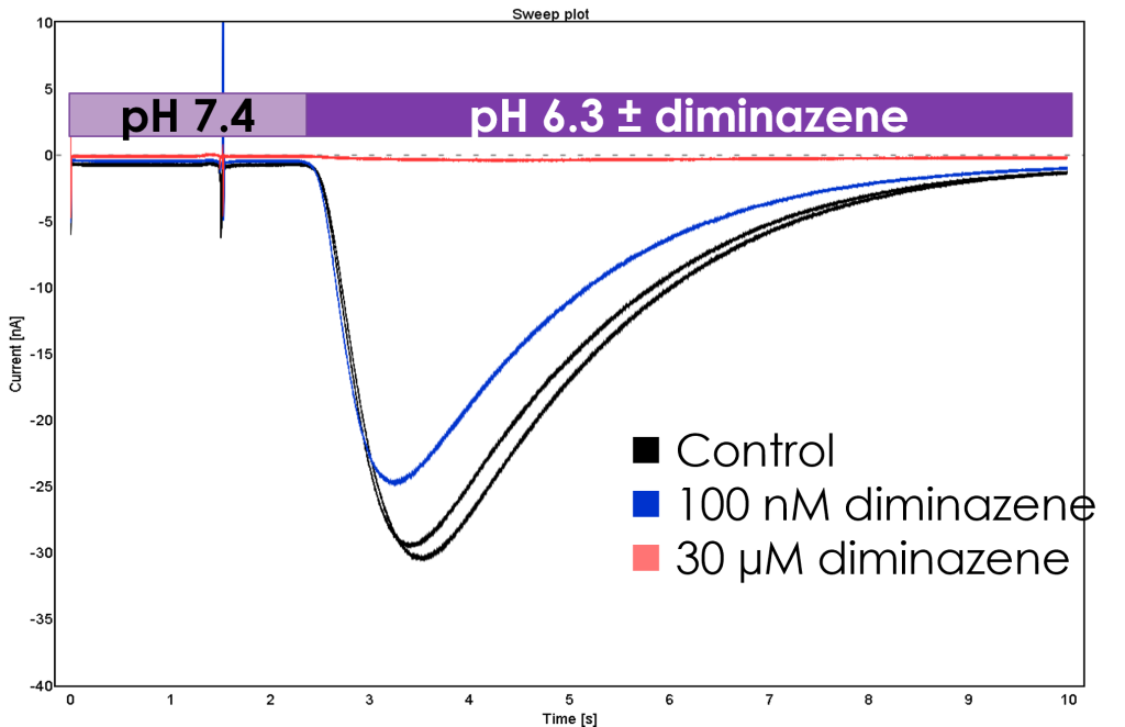 Example recording of hASIC1a inward current recorded on the Sophion Qube automated electrophysiology platform. Cells are held at -60 mV with ASIC1a activated by the addition of extracellular solution buffered to pH 6.3 (black traces). The effect of inhibitor, diminazene, at 100 nM and 30 µM on the inward current is displayed in the blue and red traces, respectively.