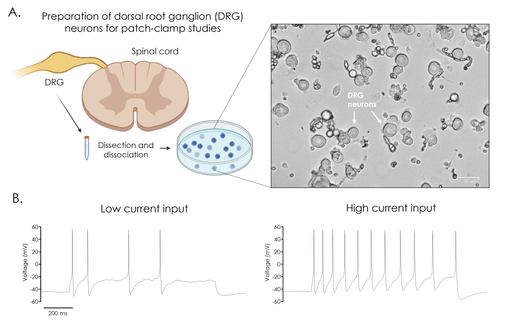 Visual summary of primary neuronal cells used in electrophysiological recordings