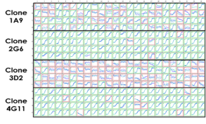 Assessment of four putative CHO-K1 monoclonal cell lines expressing the KV3.1 V434L variant 