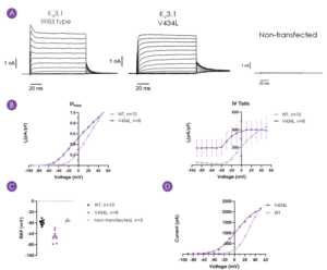 Representative current traces (manual patch clamp) for WT and V434L-variant KV3.1 channels, and non-transfected CHO-K1 cells_KCNC1