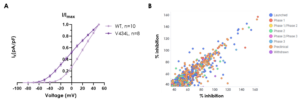 Biophysical characterisation of the V434L-variant of KV3.1 channel