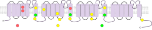 Schematic diagram of pain-related mutations in hNaV1.9