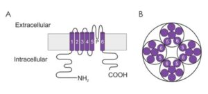 Putative membrane topology of the voltage-gated potassium channel α subunit