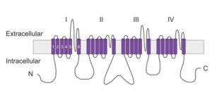 Putative membrane topology of the voltage-gated sodium channel α subunit