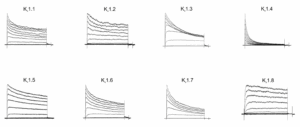 Representative current traces from Metrion’s Kv1.x panel